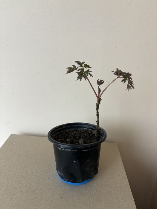 Древовидный пион белый многолетний