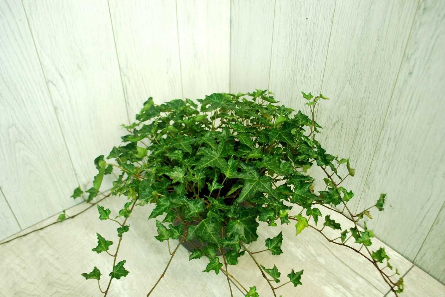 Bluszcz pospolity 'Ivalace' - Hedera Helix 12