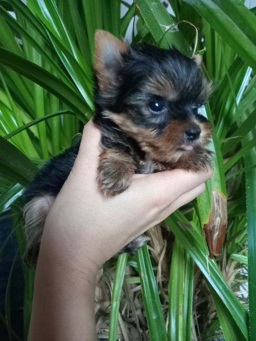 Чудо чадо мини привит