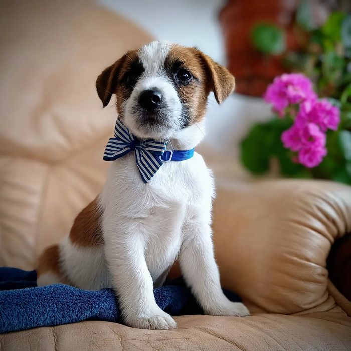 Pies Jack Russell Terrier szczeniak