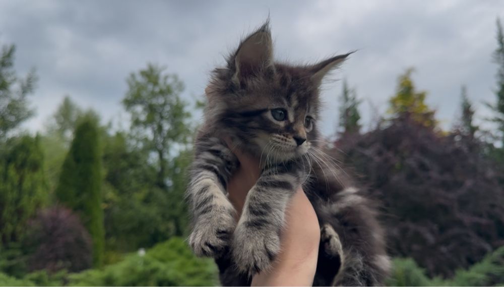 Мейн-Кун,котята Дикий окрас,Табби,мальчики