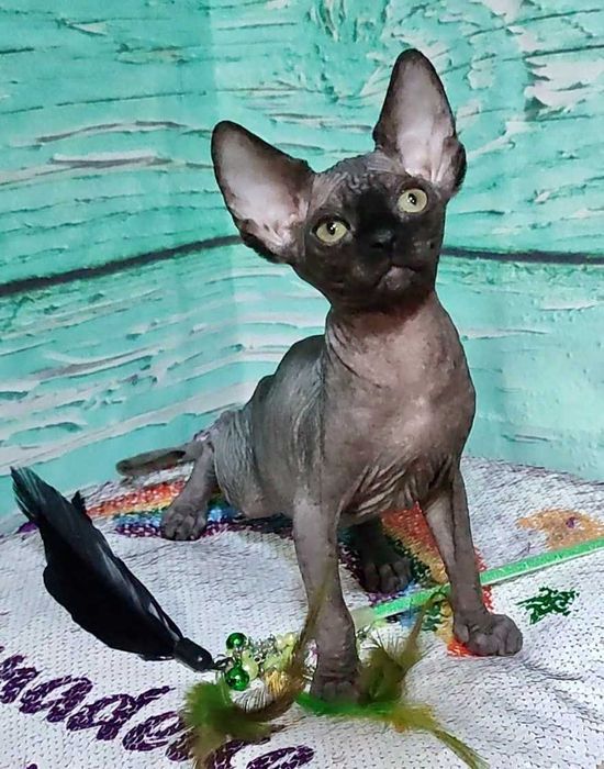 Чорний Канадський сфінкс хлопчик Джексон