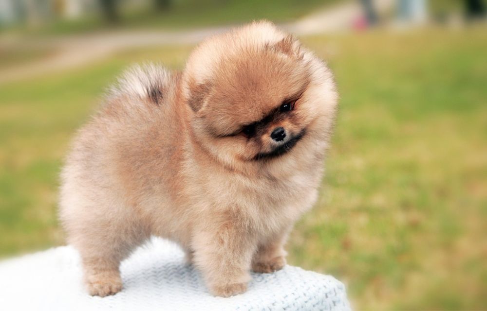 Гарний мішка- шпиць. КСУ