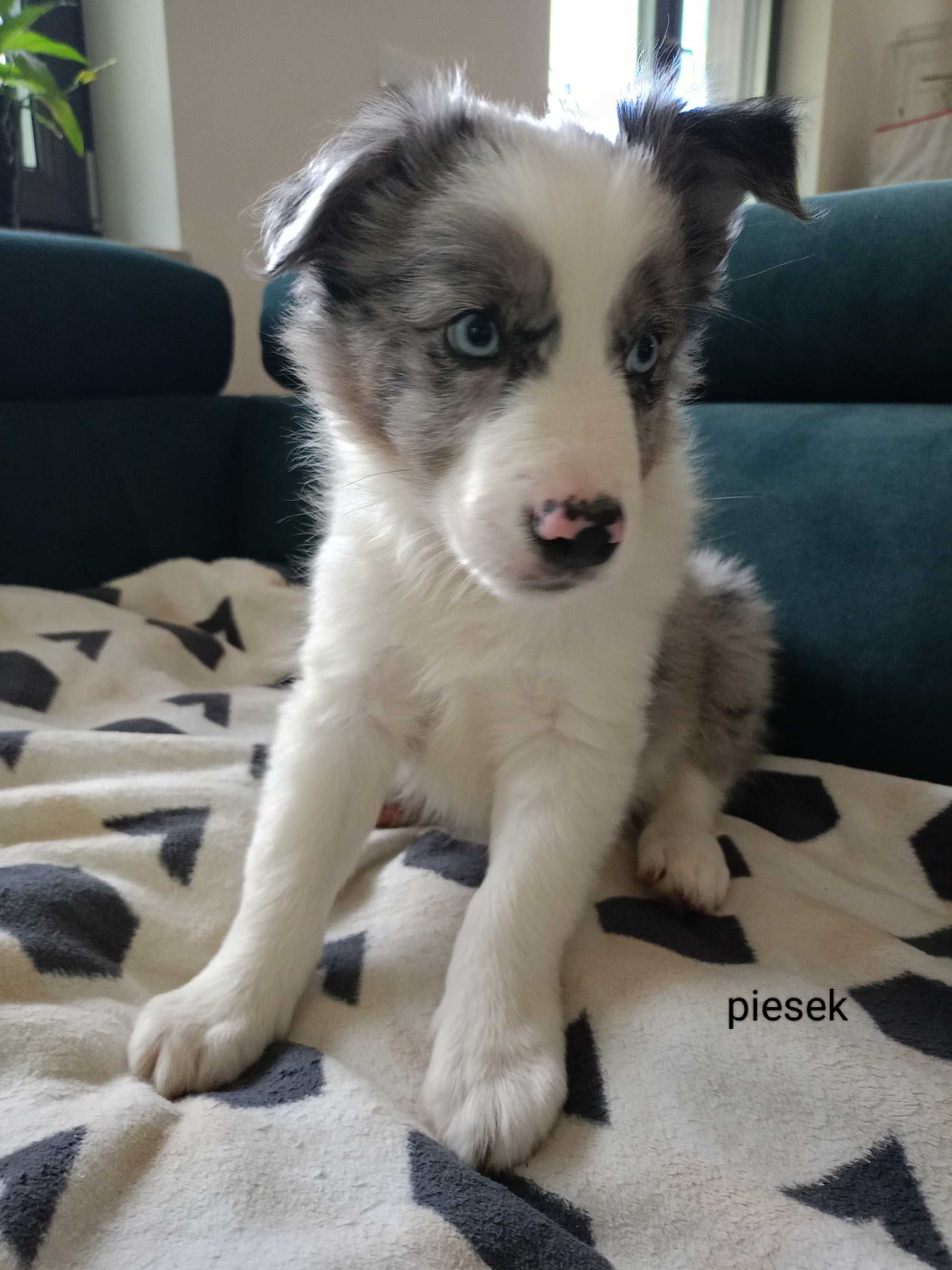 Border Collie piesek blue-merle