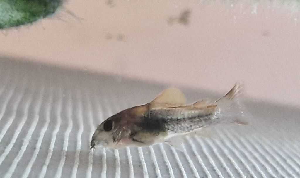 Corydoras bebés criação própria