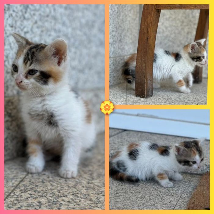 Gatinha para adoção