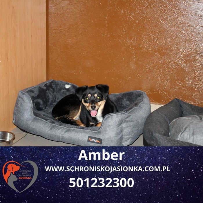 Amber w schronisku jasionka aktualne