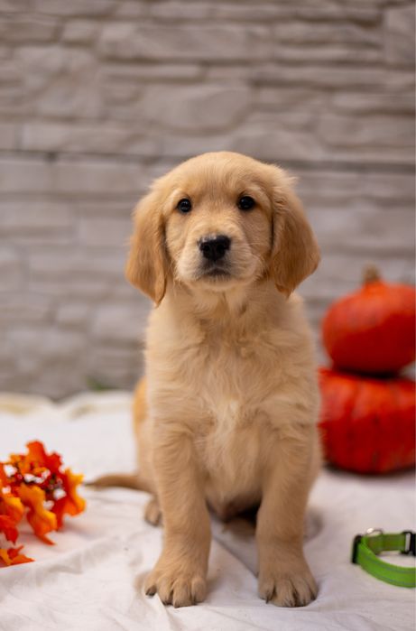 Щенки золотистого ретривера – дети чемпионов!