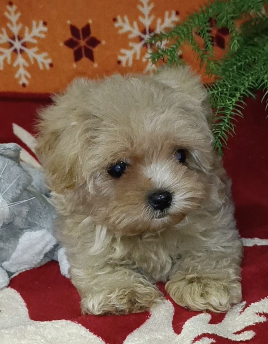 Манюник мальтипу maltipoo