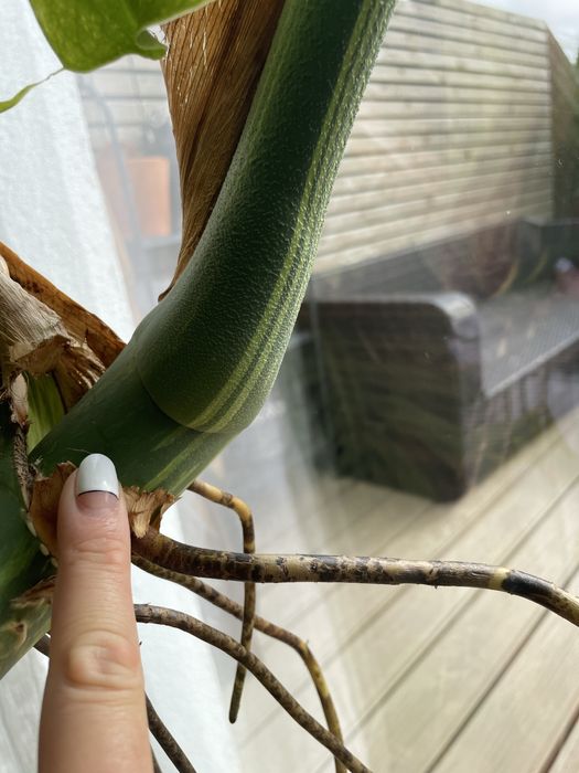 Dwulistny szczyt Monstera Mint