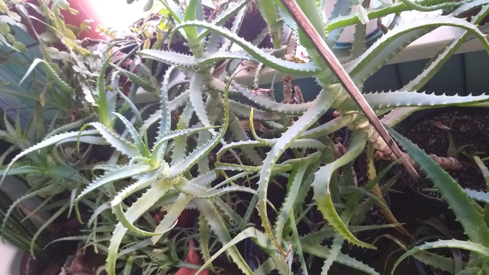 Алое лікарська, великий вибір