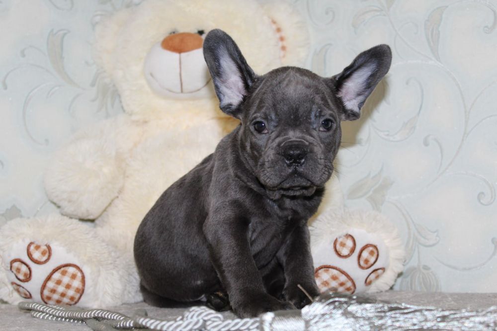 Веселий озерний милий лагідний активний