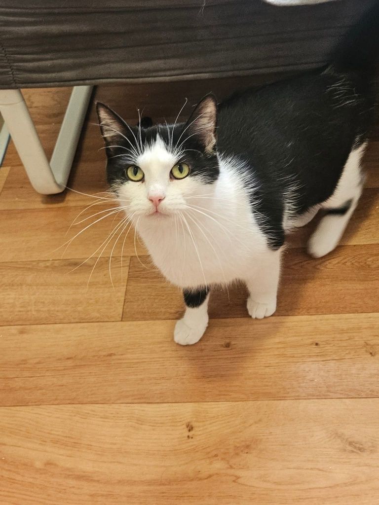 Cudowna kotka do adopcji,  kot, kotek