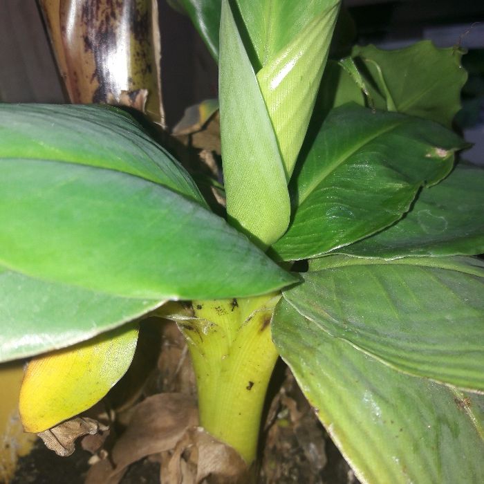 Bananowiec z Ecuadoru - Okazja! Aktualne!