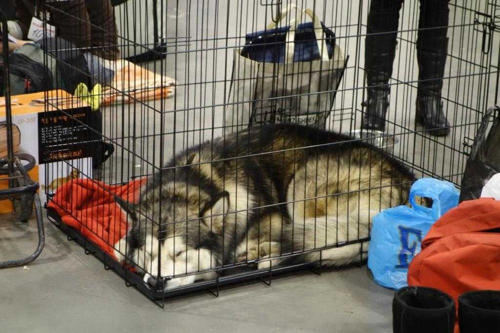 Клетка клітка S,M,L,XL, XXL переноска для щенков собак кошки птиц