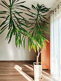 Palma Juka yucca domowa - 265 cm