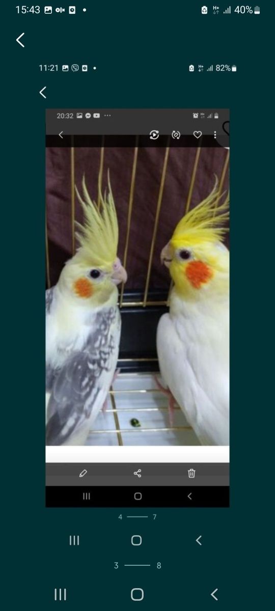 Молодые попугаи какарики,кореллы,волнистые
