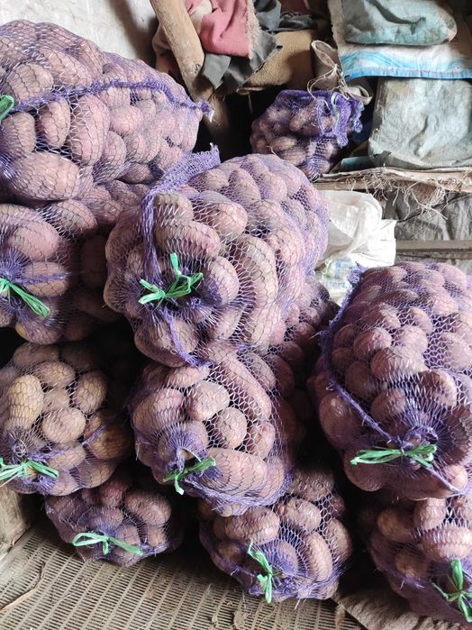 Продам домашнюю картошку.