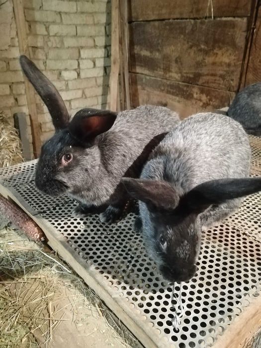 Продам кролів Потавське срібло