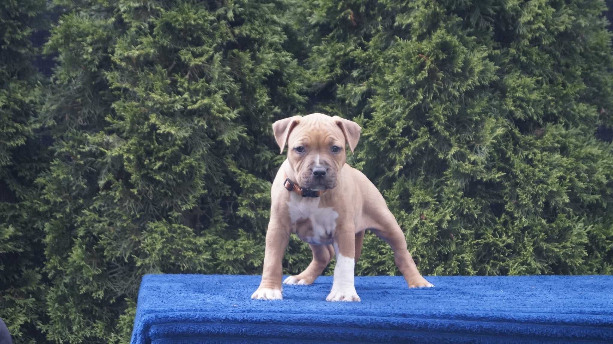 Szczeniaki Amstaff, sunia Esha, rodowód FCI