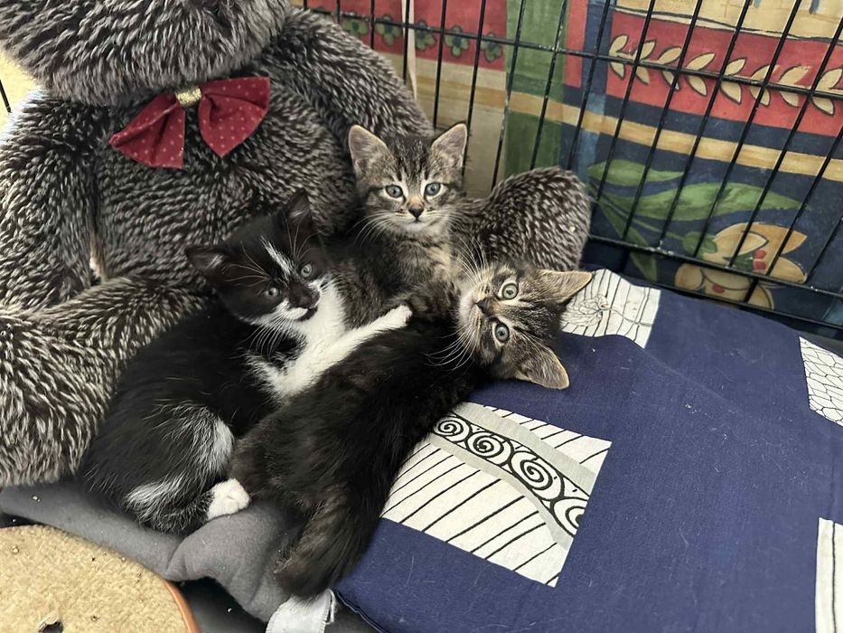 dwumiesięczne koty do adopcji