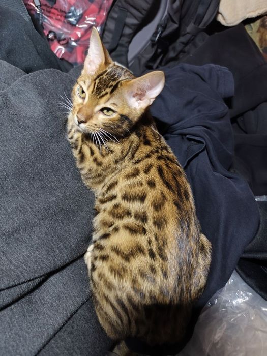 Катенак бенгал котик