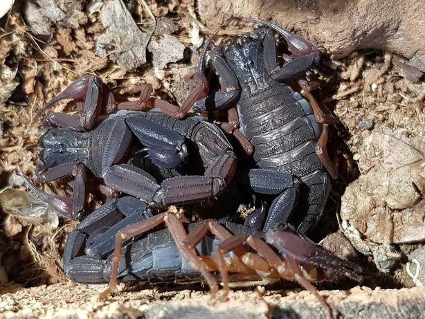 Малыши редких скорпионов древесных грацилисов