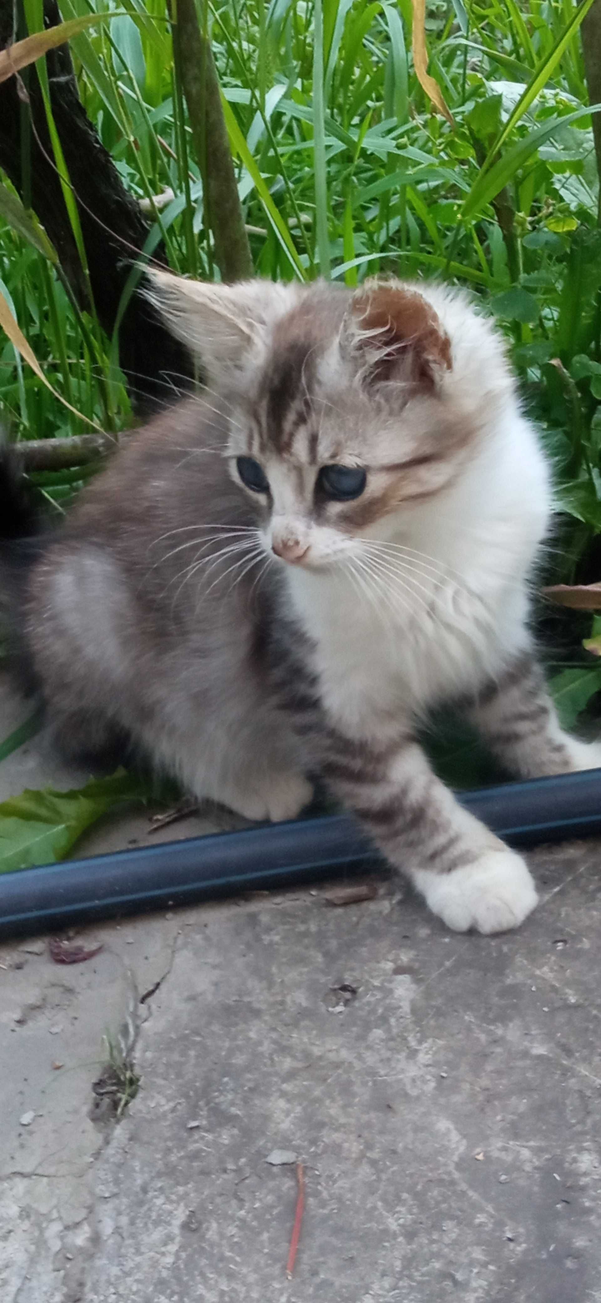 Кошенята шукають дім