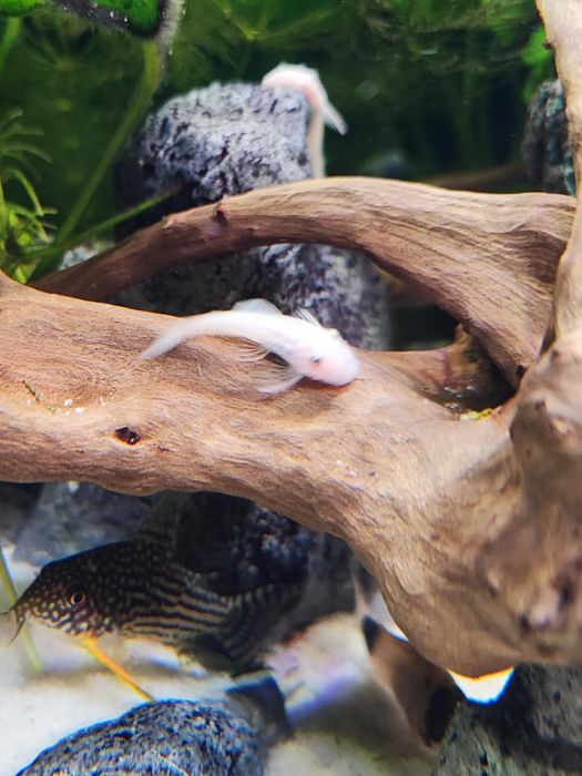 Zbrojnik Ancistrus L144 snow white, krótka płetwa