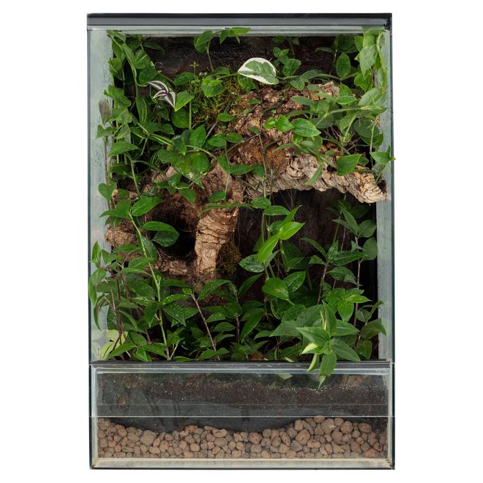 Terrarium tropikalne gekon