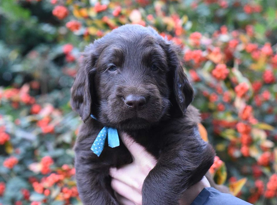 Flat Coated Retriever - czekoladowy samiec FCI/ ZKwP