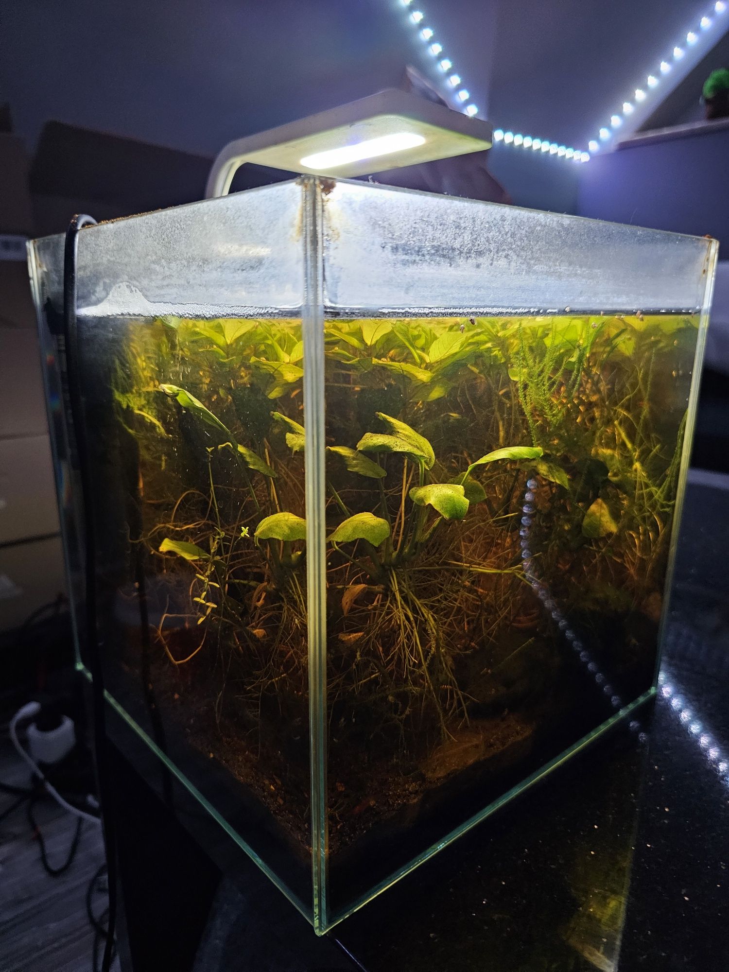 Akwarium kostka 15 16L 25x25x25 krewetkarium z życiem