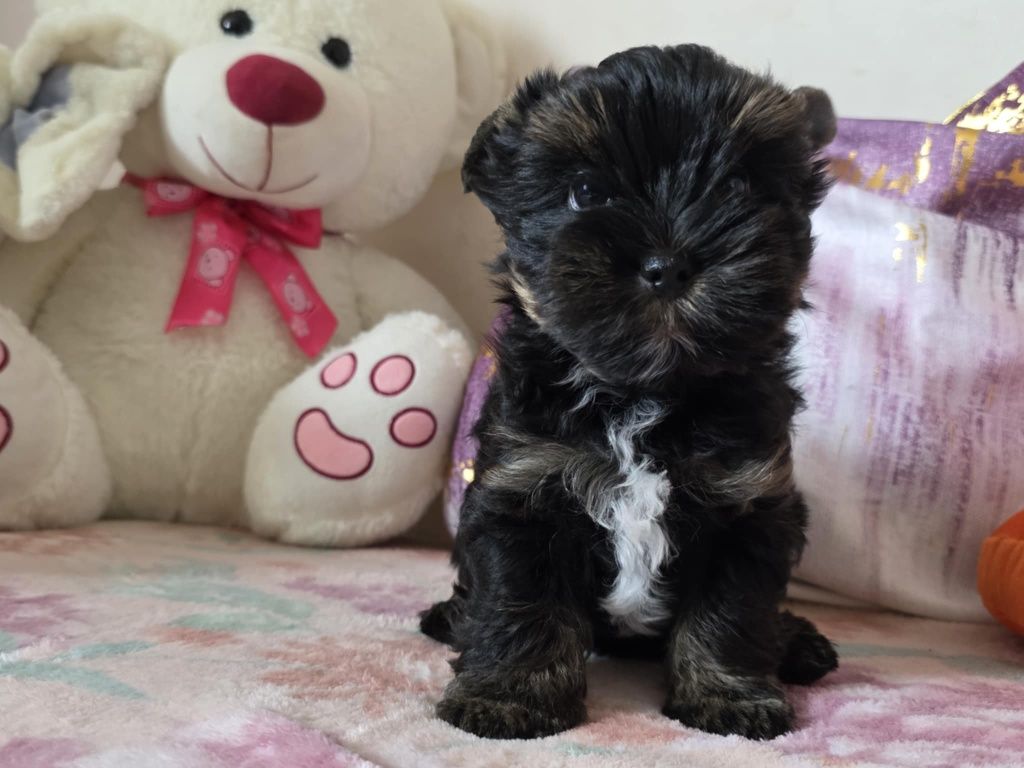 Piesek Yorkshire Terrier Black and Tan