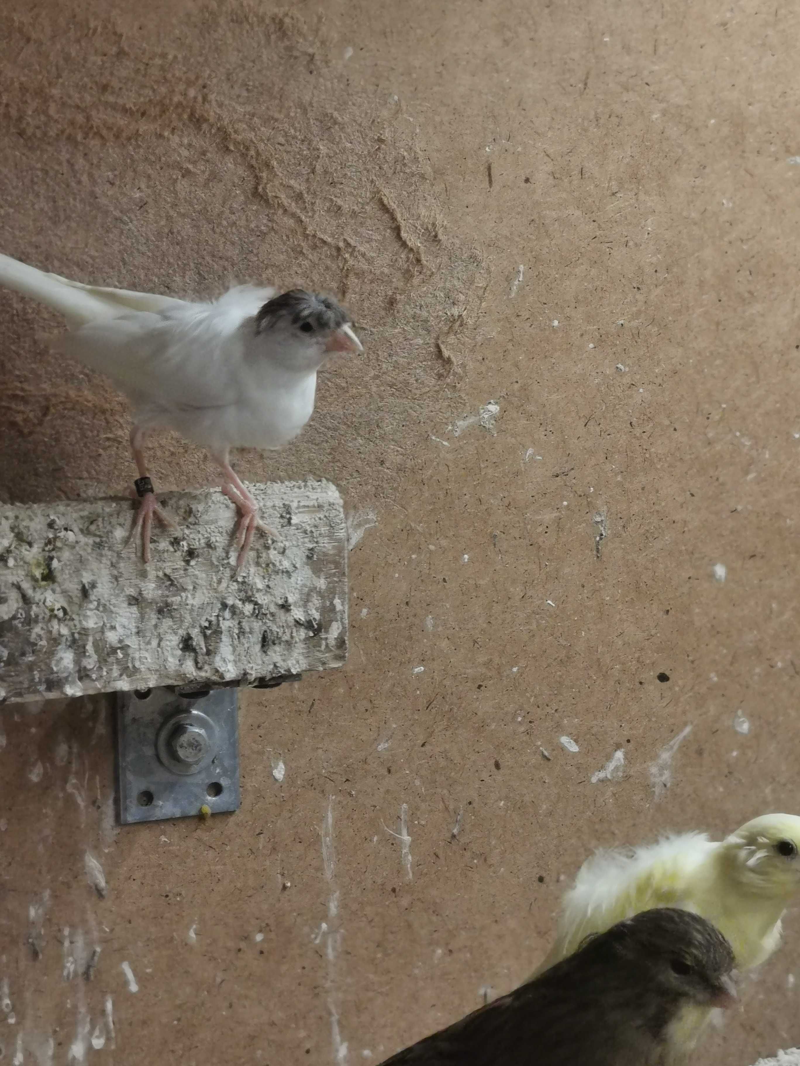 Kanarki miniatura hiszpańska, fiorino, slavujar, mozaika agat żółta