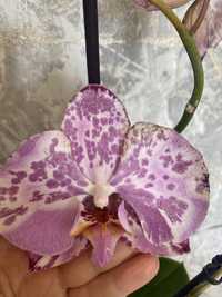 Орхідея Ismaeli, сортова орхидея