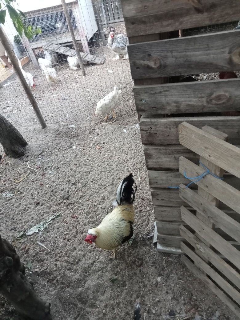 Coquicho Adulto muito bonito