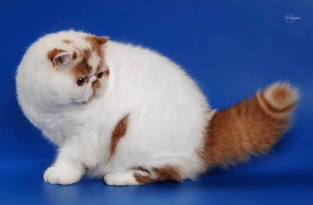 Экзотический короткошерстная порода кот шоу класса в домашние любимцы