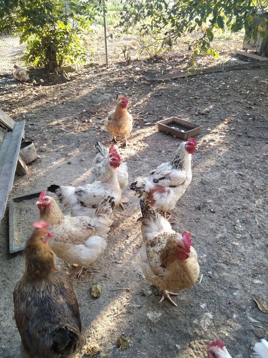 Продам кури( R3A)