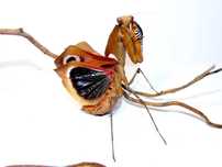 Modliszka Deroplatys desiccata