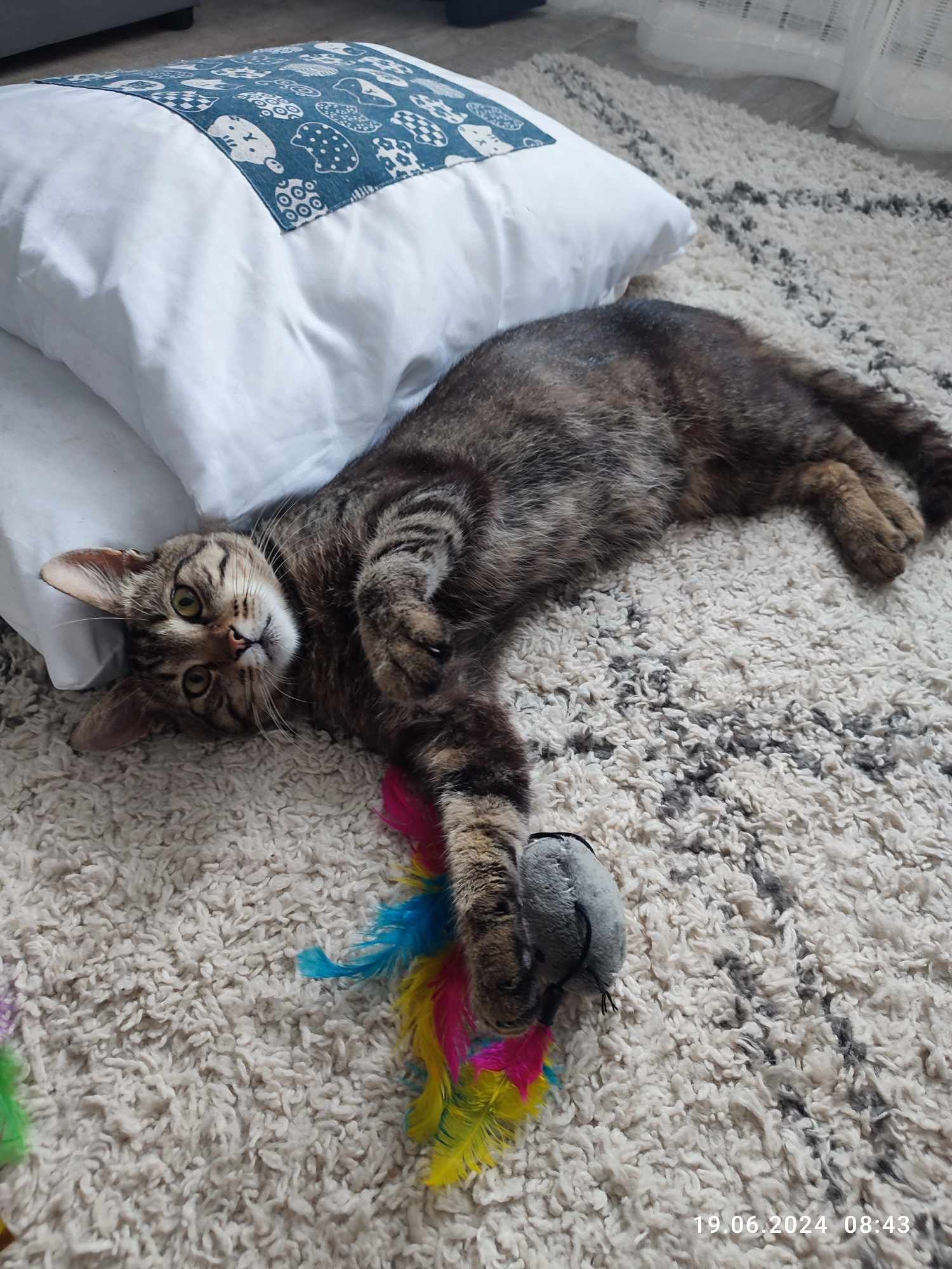 Kot do adopcji - Ptyś