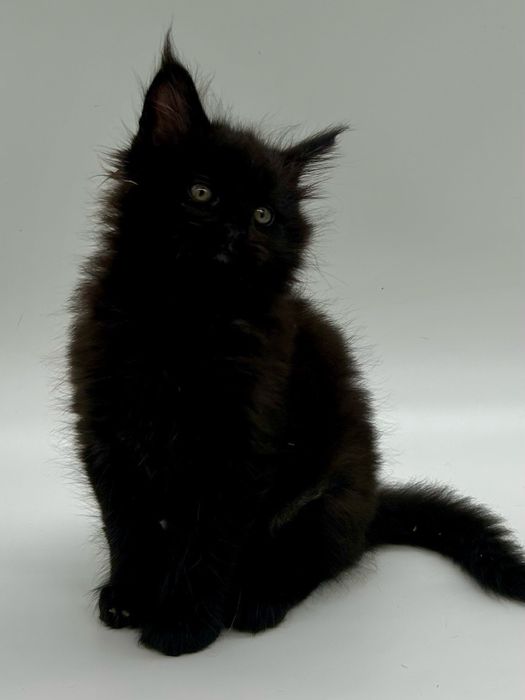 Мейн кун мальчик с документами