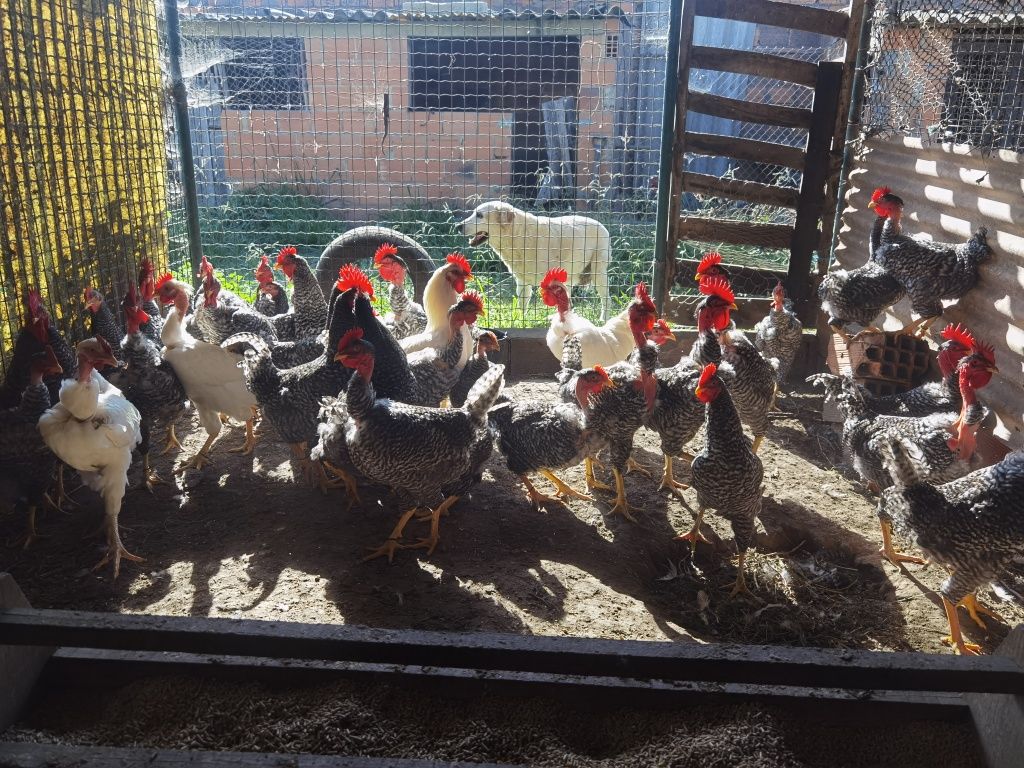 Frango/Galo pedrês portuguêsa