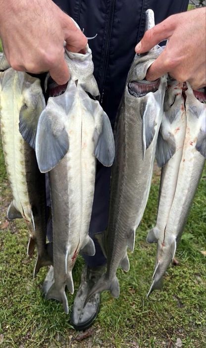 Осетр охолоджений самець