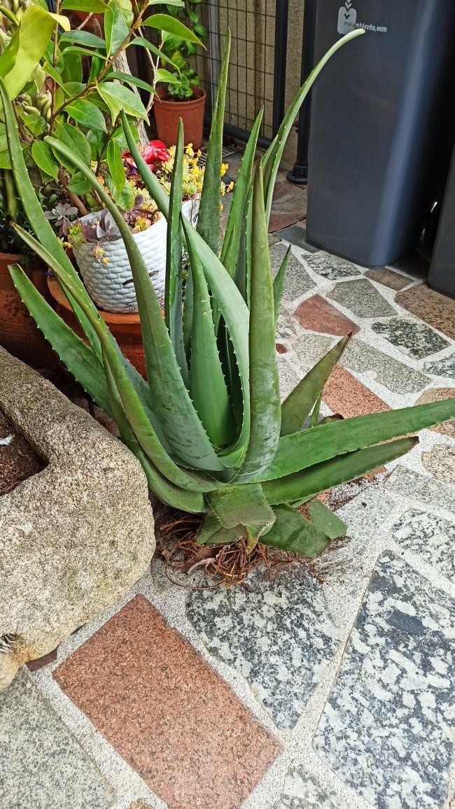 Planta  aloe vera 90 cm altura