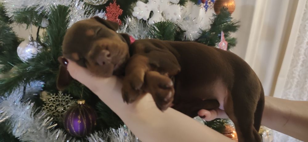 Шоколадная богиня. Шикарная топ девочка , щенок добермана.Купируем.