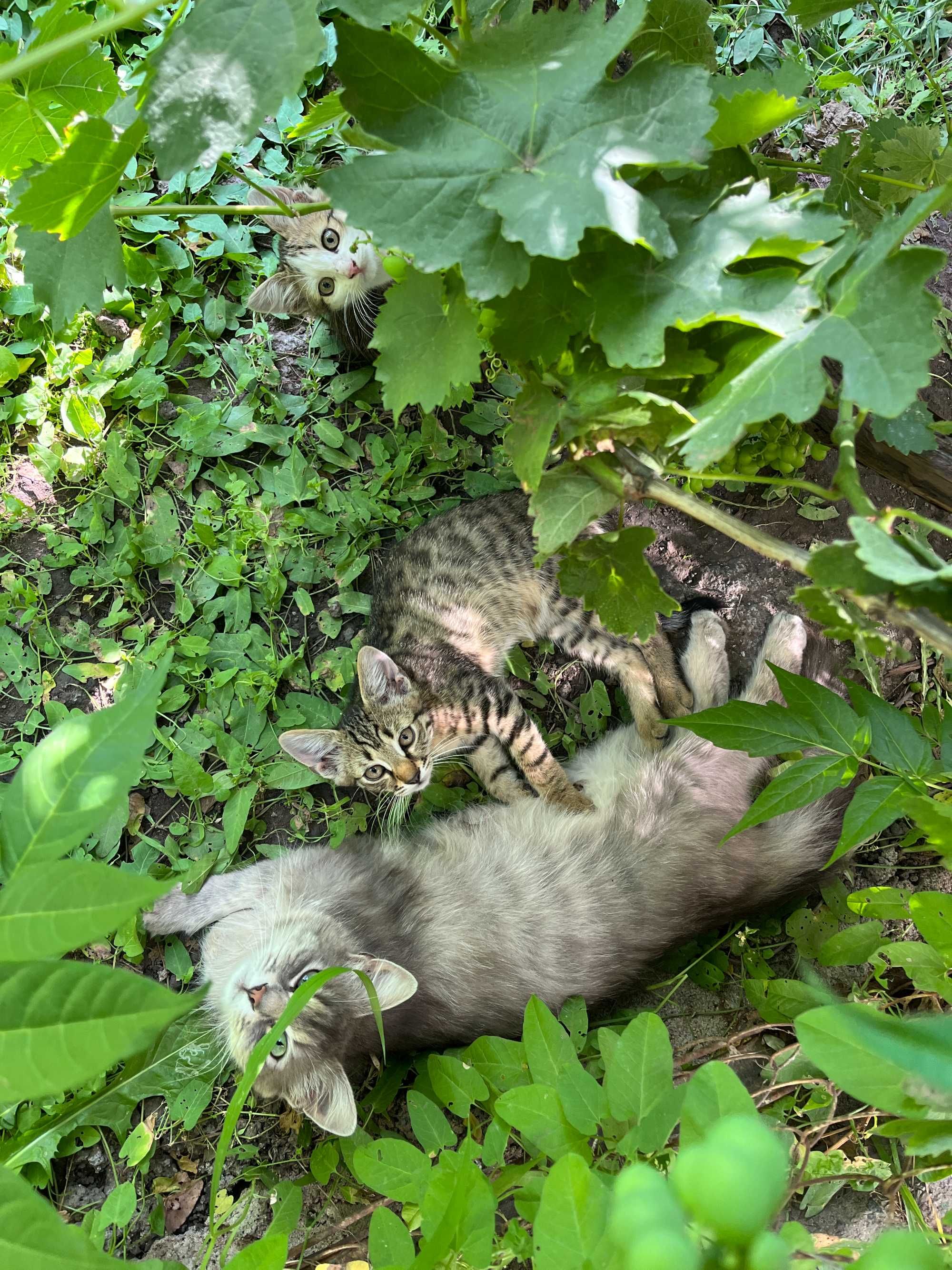 Котята добрым хозяевам, пожалуйста!