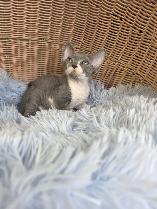 Śliczny kocurek Devon rex