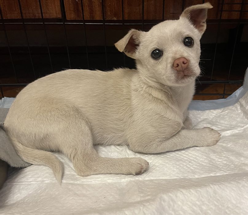 Маленька красуня шукає сім‘ю