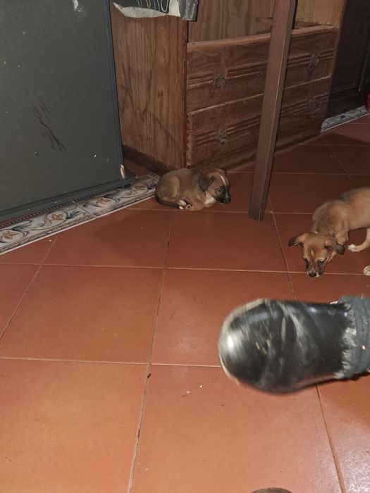 cães para adoção !