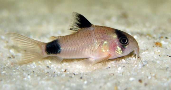 Kirys panda,  Corydoras Panda. Cetarius